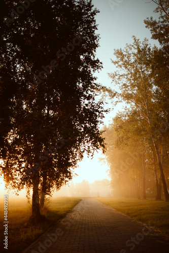 Beautiful view of the forest at sunrise