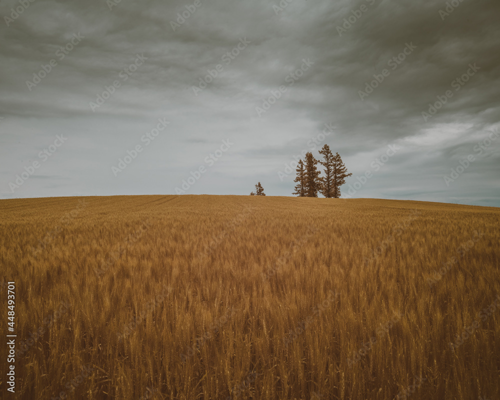 Fototapeta premium Hokkaido Landscape