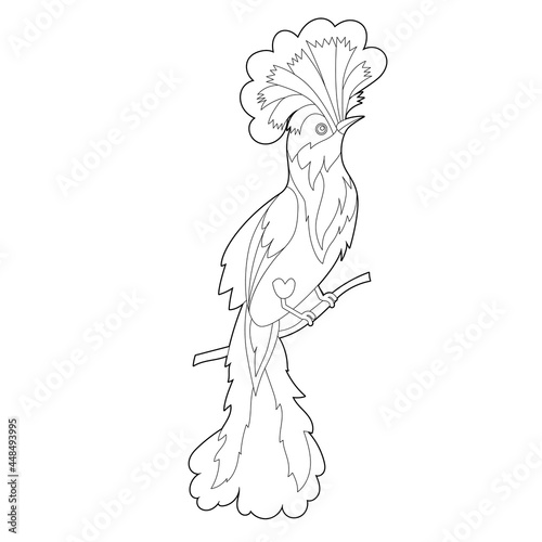 Contour linear illustration for coloring book with paradise bird. Beautiful tropical exotic bird,  anti stress picture. Line art design for adult or kids  in zentangle style and coloring page.