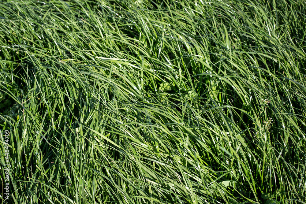 Tall Fescue is a perennial grass with seed-heads, growing up to 1.5 m tall, found in lowland pasture and waste areas. Tolerant of wet soils yet withstands drought and grass grubs well. Tall Fescue is a perennial grass with seed-heads, growing up to 1.5 m tall, found in lowland pasture and waste areas. Tolerant of wet soils yet withstands drought and grass grubs well.