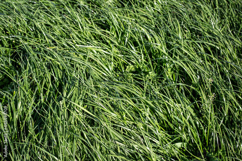 Tall Fescue is a perennial grass with seed-heads, growing up to 1.5 m tall, found in lowland pasture and waste areas. Tolerant of wet soils yet withstands drought and grass grubs well. 