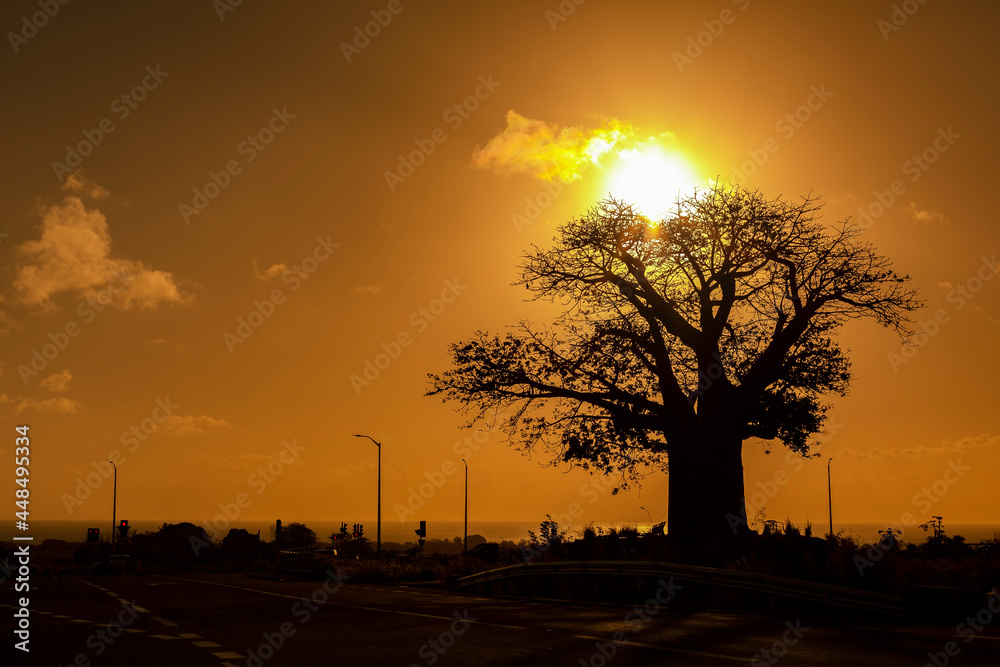 sunset in the forest