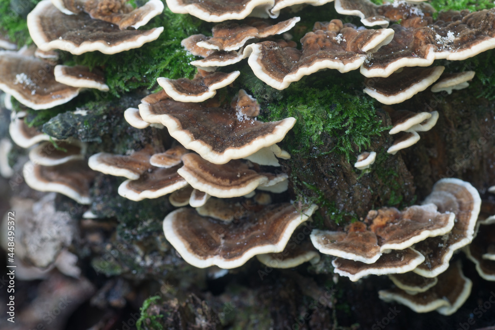 Trametes versicolor, turkey tail mushroom on stump closeup selective focus Trametes versicolor, turkey tail mushroom on stump closeup selective focus