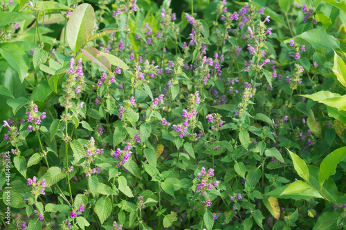 Galeopsis tetrahit, common hemp-nettle flowers in meadow photo