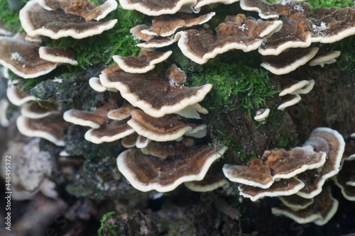 Trametes versicolor, turkey tail mushroom on stump closeup selective focus