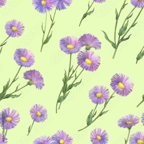 Seamless pattern with daisy branch with flowers. Erigeron speciosus (garden, aspen, showy, prairie, streamside fleabane). Watercolor hand drawn painting illustration isolated on green background.