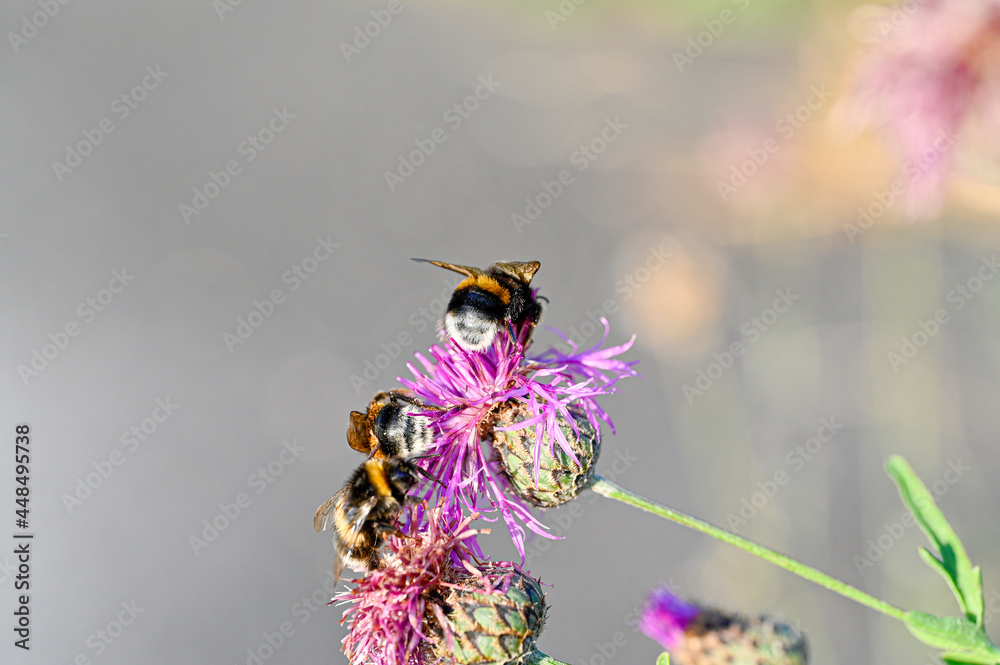 bumblebees on purple thistle in macro photo bumblebees on purple thistle in macro photo