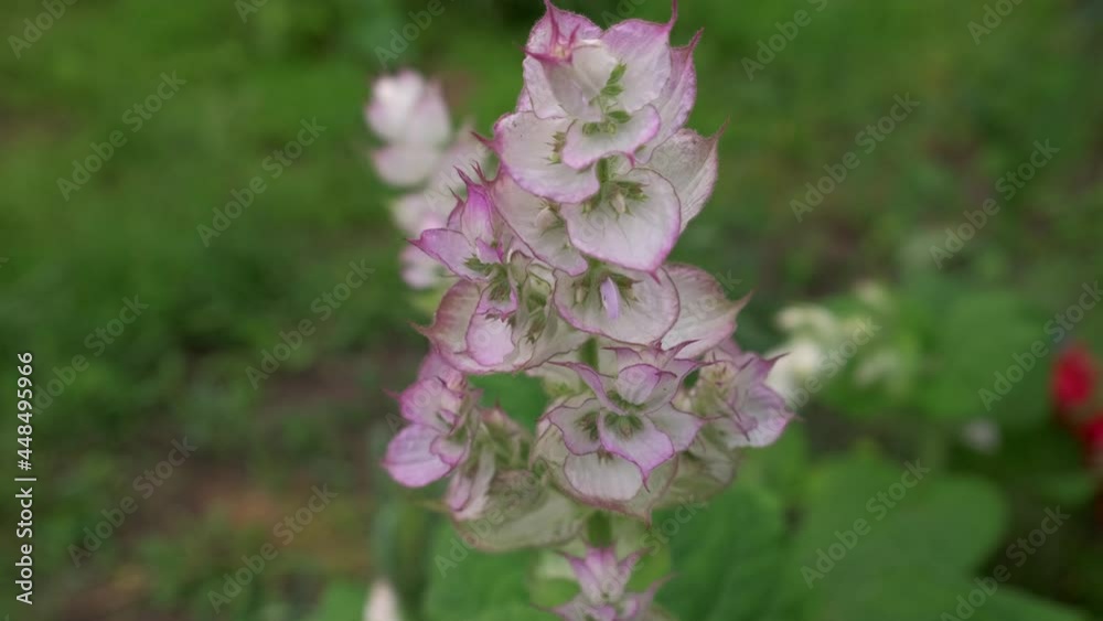 Close up of purple sage flowers during shower.