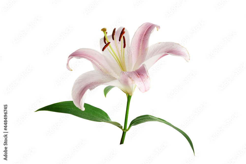 Pink lily flower isolated on white background