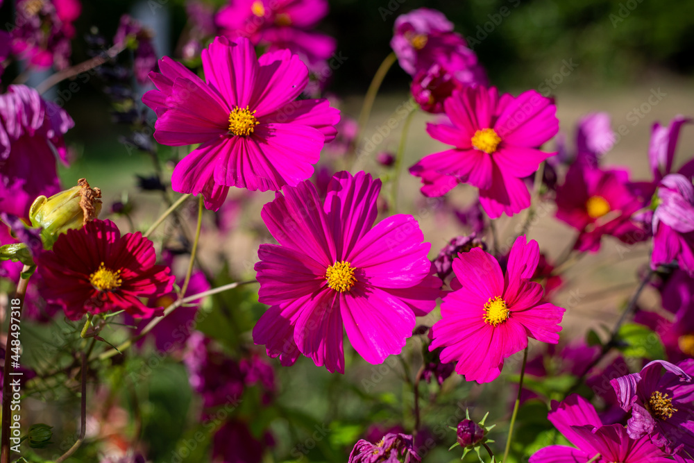 Bright pink cosmos flowers in a summer garden in New Zealand Bright pink cosmos flowers in a summer garden in New Zealand