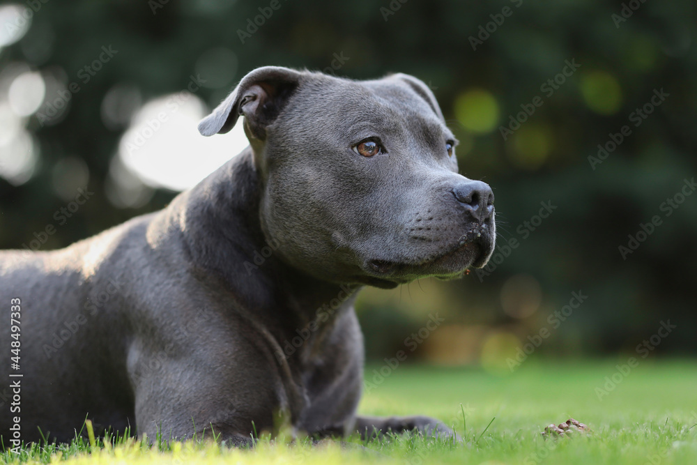 Portrait of English Staffordshire Bull Terrier Dog Lying Down in Grass. Adorable Blue Staffy Looks to the Right in the Garden.