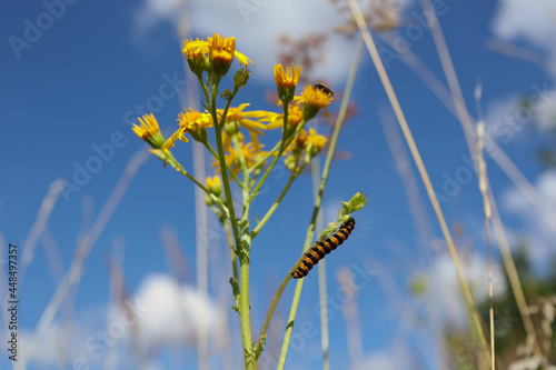 Caterpillar of Yellow and Black Striped Cinnabar Moth on Common Ragwort during Colorful Day with Blue Sky. Insect Feeding on Flowering Plant on a Beautiful Meadow. photo