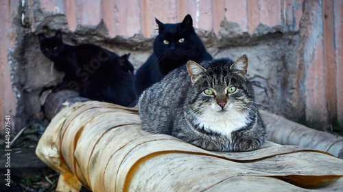Quadro su tela A group of stray cats is warming themselves on the heating main in the street