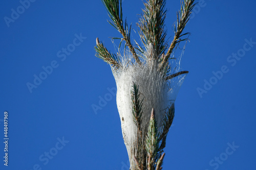 Pine Processionary Nest photo