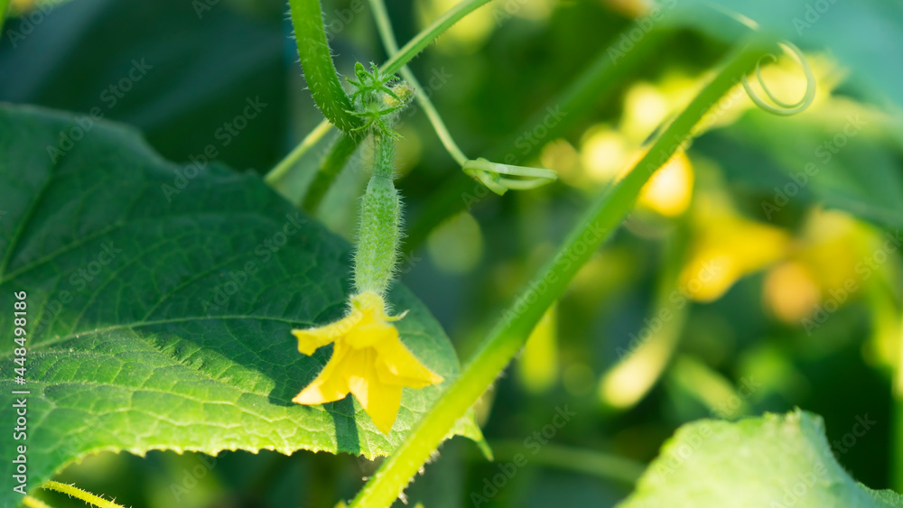 Obraz premium Cucumber in greenhouse with greenhouse effect. Growing cucumbers. Garter shoots cling to the rope. Sunshine. Selective focus.