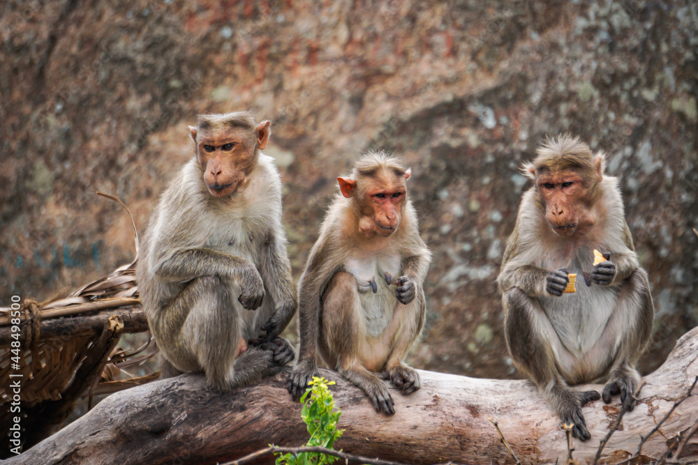 Group of Monkeys