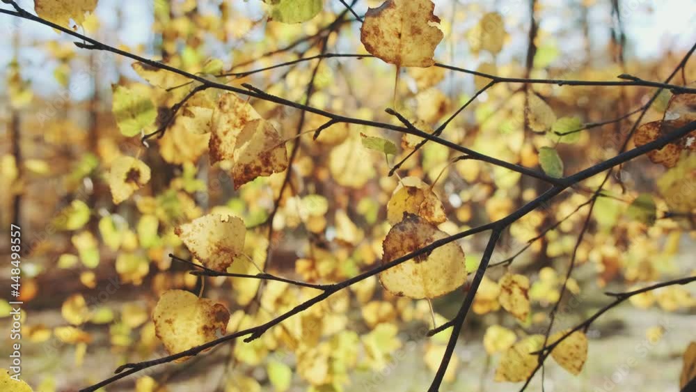 Medium shot of golden birch leaves swaying on a branch. The sun rays shinning on the trees. Medium shot of golden birch leaves swaying on a branch. The sun rays shinning on the trees.