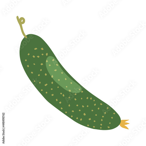 Fresh juicy green cucumber in a modern hand drawn style. Ripe vegetable. Organic healthy food. Flat vector illustration isolated on white background