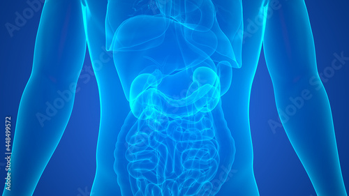 Human Urinary System Kindeys Anatomy photo