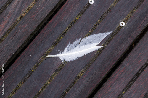 White feather on dark wooden decking, wet with water droplets. photo