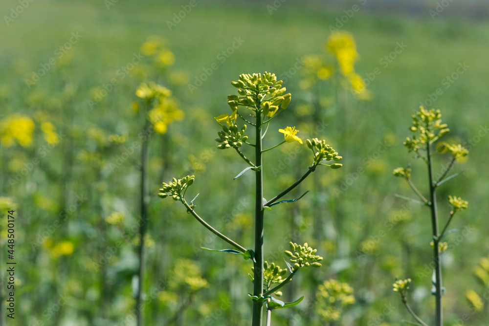 Obraz premium Rapeseed. Brassica napus. are blooming in sunny summer day. yellow flower, isolated on blurred natural background. agriculture, in Europe or Asia. floral background, close-up