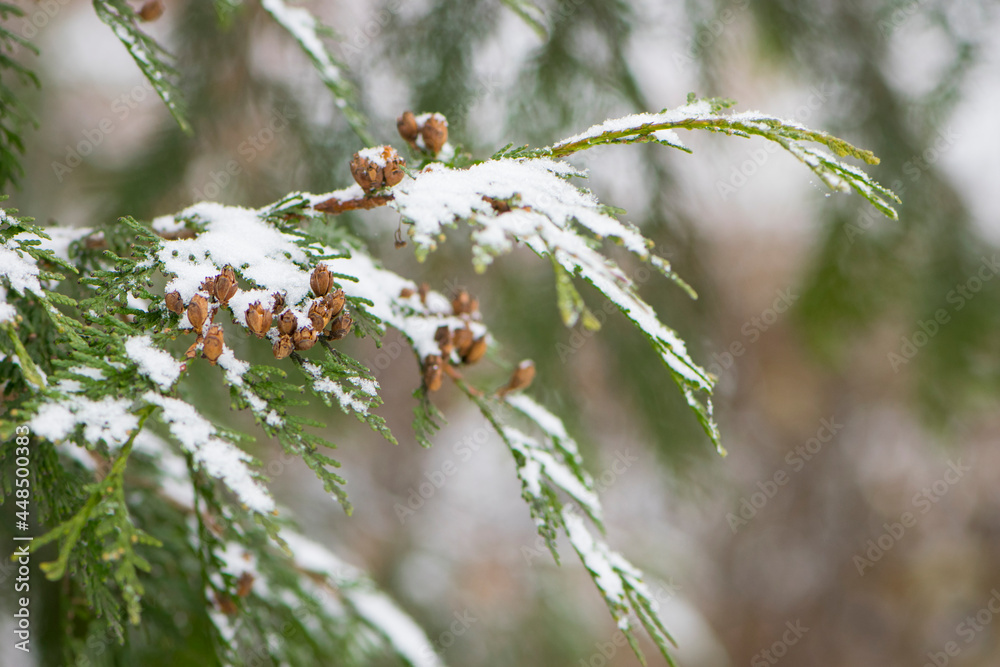 Chamaecyparis. White snow on the branches of a coniferous tree, in winter. Green foliage and cones of Lawson's cypress, Chamaecyparis lawsoniana, Columnaris in the park. early spring, close-up Chamaecyparis. White snow on the branches of a coniferous tree, in winter. Green foliage and cones of Lawson's cypress, Chamaecyparis lawsoniana, Columnaris in the park. early spring, close-up