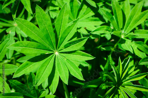 green leaves of Lupinus polyphyllus with soft sunlight in the garden, Large-leaved lupine, Vaste lupine, plant is a species of lupin, Nature floral background. green spring or summer background