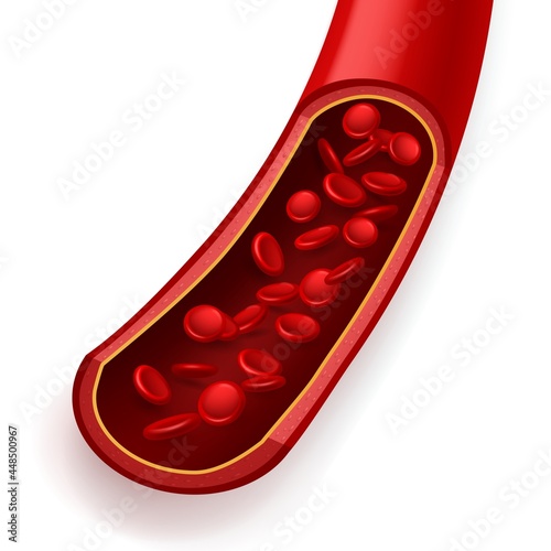 Blood vessel in section. Normal healthy coronary artery, free particle flow, erythrocyte movement, donor components, microscope magnified red cells, medical training poster. Vector concept