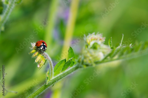 Coccinellidae is a widespread, Ladybird beetle, ladybugs. red beetle with black dots. insects in the wild. natural background. macro nature. ladybug sitting on a meadow plant