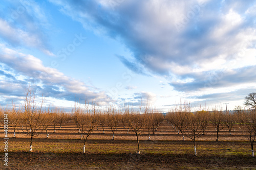 plantation of orchard tree with blue sky. Naked orchard trees landscape. planted trees.
