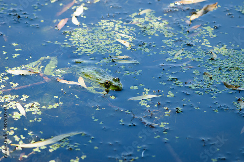 Marsh frog, Pelophylax ridibundus, in nature habitat. Wildlife scene from nature, green animal in water. Beautiful frog in dirty water in a swamp. close-up