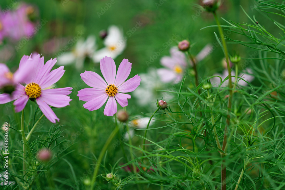 Beautiful green floral background with Cosmos bipinnatus flowers. Maxican Astra Flower, Flower of Cosmos. Soft selective focus. Beautiful green floral background with Cosmos bipinnatus flowers. Maxican Astra Flower, Flower of Cosmos. Soft selective focus.