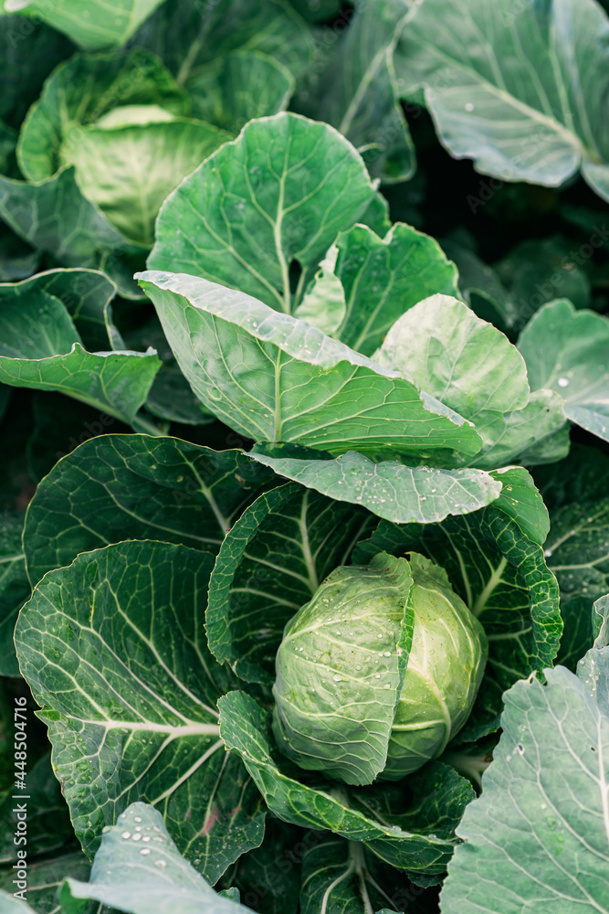 A swing of fresh organic cabbage in the vegetable garden. Agriculture. Soft selective focus.