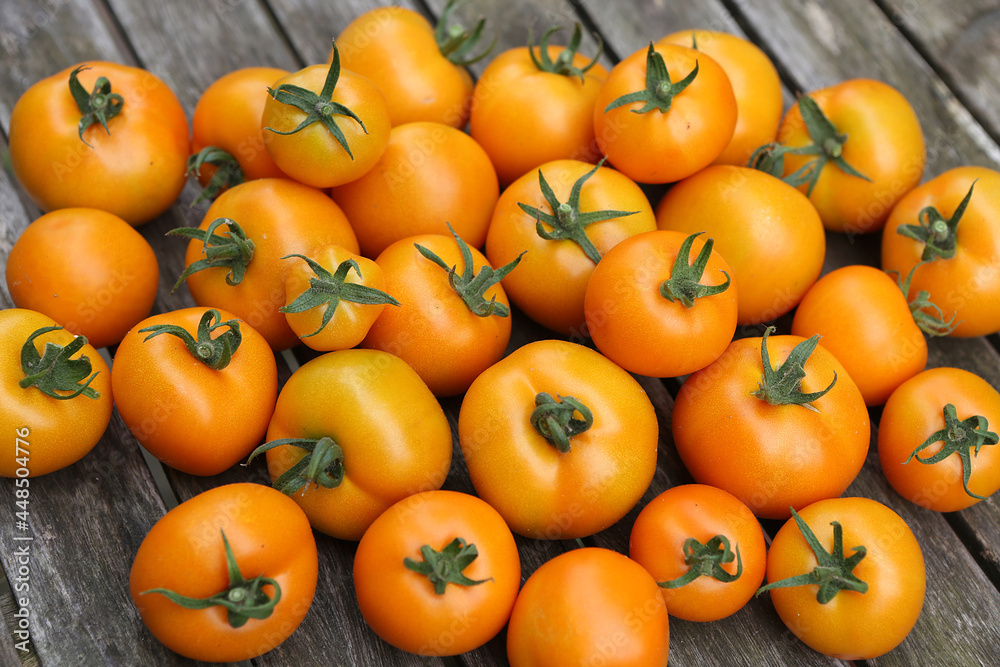 Tomatensorte Zlatava Tomatensorte Zlatava