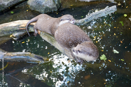 two otters sitting on a branch over a pond and cuddling