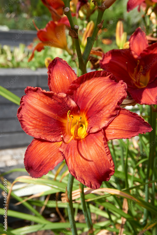 Fototapeta premium beautiful red yellow lilies Lilium bulbiferum
