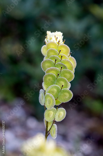 Biscutella is a wild plant in the mountains in the mediterranean. Macro photography. photo