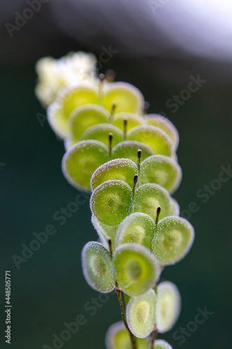 Biscutella is a wild plant in the mountains in the mediterranean. Macro photography. photo
