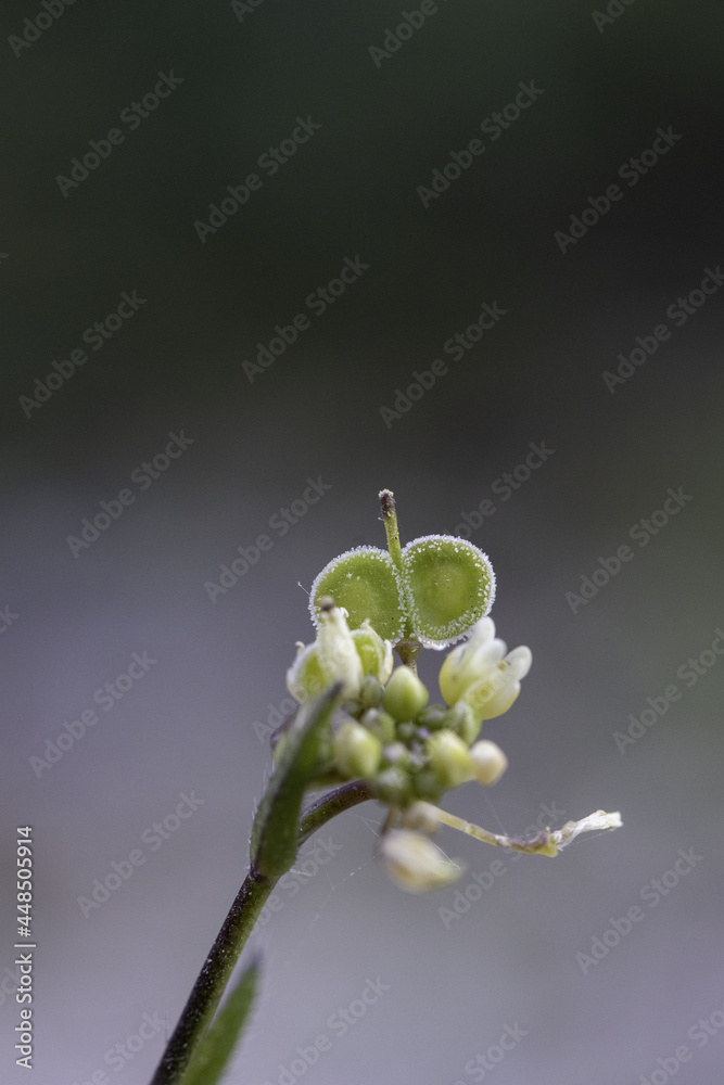 Biscutella is a wild plant in the mountains in the mediterranean. Macro photography. Biscutella is a wild plant in the mountains in the mediterranean. Macro photography.