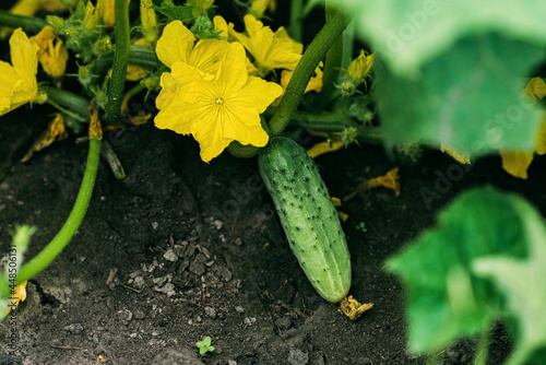 Ripe green organic cucumbers in the garden. Agriculture. Soft selective focus.