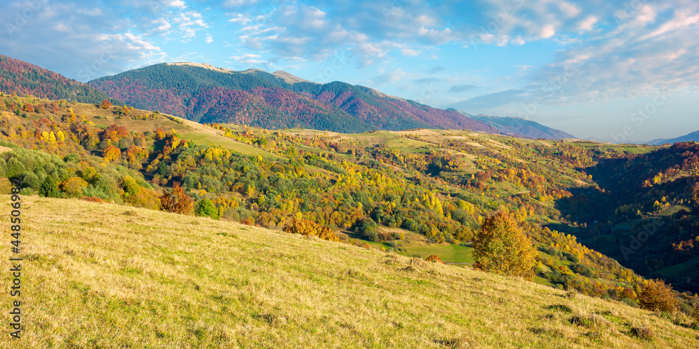 Naklejka premium carpathian mountains countryside in evening light. trees in colorful foliage on hills and grassy meadow. ridge in the distance under the bright sky with clouds