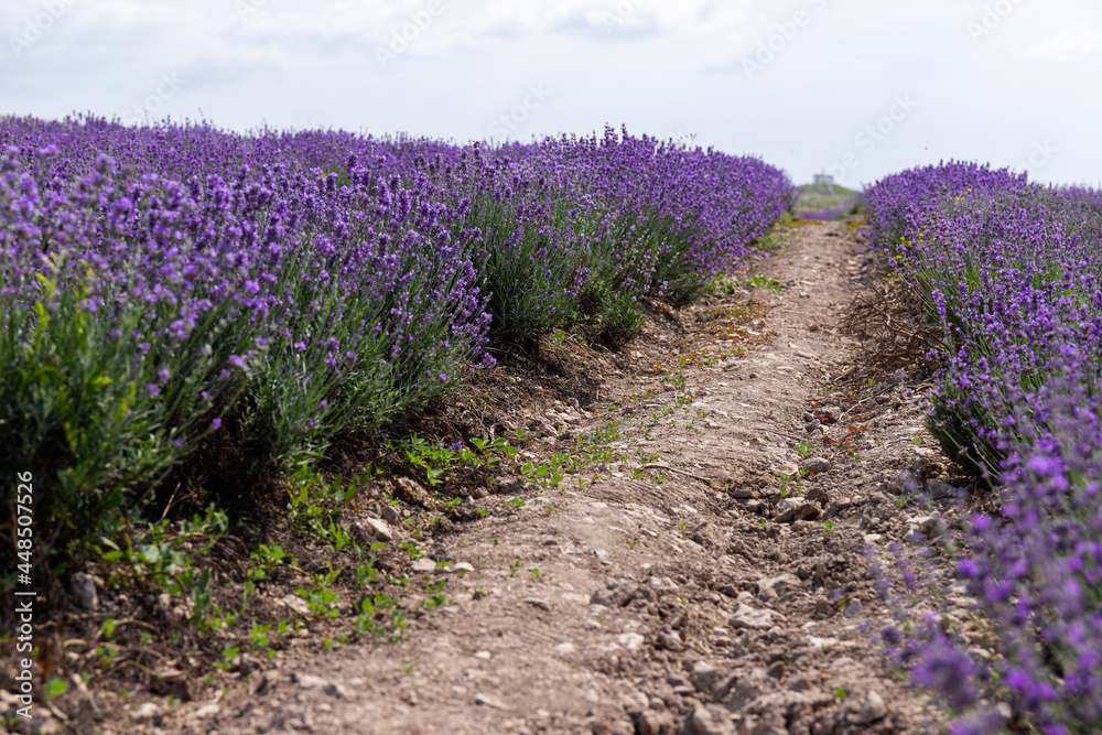 Obraz premium Blooming lavender in the summer. lavender blooming scented flowers.