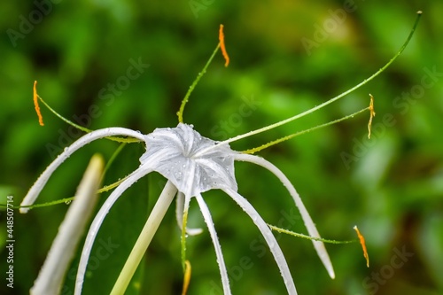 rain on Alligator lily aka Hymenocallis palmeri photo