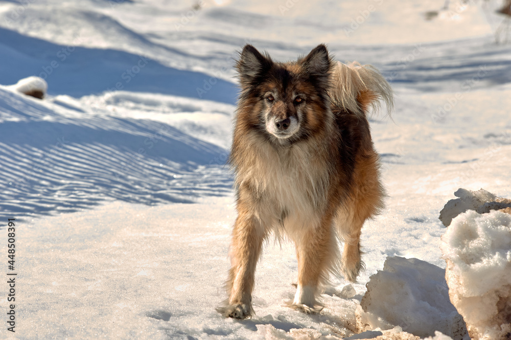 a dog stands on a snowy road on a sunny winter day and looks at the camera a dog stands on a snowy road on a sunny winter day and looks at the camera