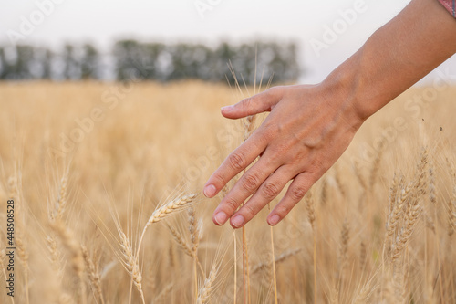 Close-up farmer touching his crop with hand in a golden wheat field. 