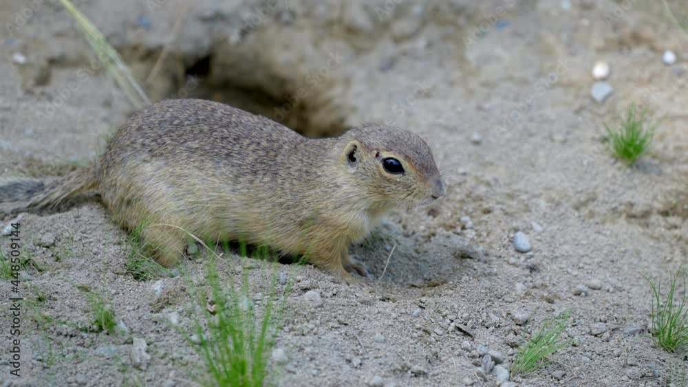 Close up slowmo of wild ground squirrel digging in soil ground and foraging for food Close up slowmo of wild ground squirrel digging in soil ground and foraging for food