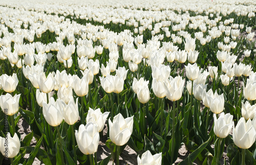 Tulip field, Flevoland Province, The Netherlands photo