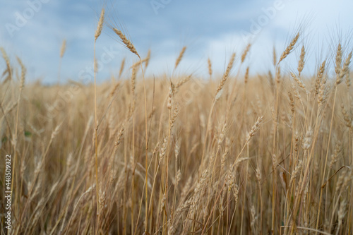 Ripe ears of wheat are swaying in the wind. The grain crop is ready for harvesting.