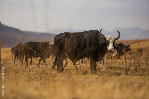 huge black and white bull in a herd of cattle in a rural part of africa © Ryan