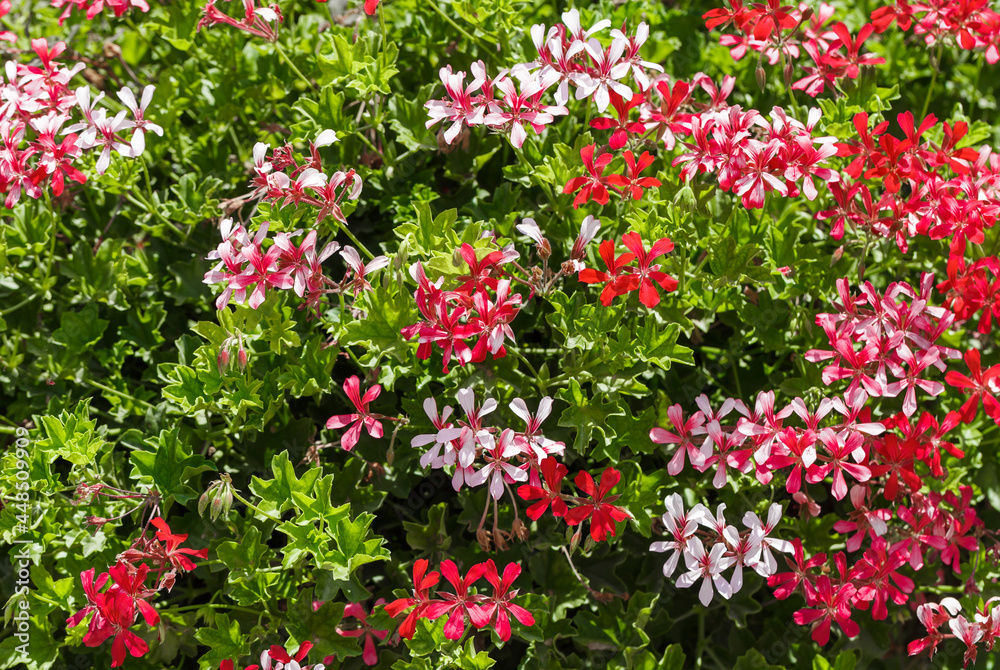 Flowers many red and white buds grow in garden, green leaves.